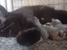 Pretty, loving, sociable kittens