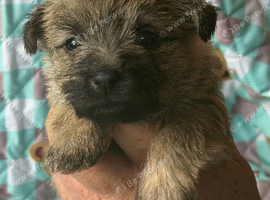 Beautiful cairn terrier puppies