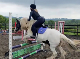 Bella 13.2hh traditional Gypsy Cob Mare / 10 yr old