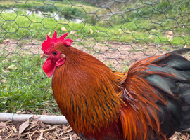 Pekin bantam cockerel