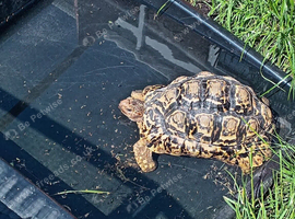Beautiful leopard tortoise