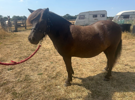 Stunning miniature shetland