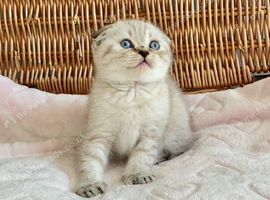 ABSOULETLY BEAUTIFUL KITTENS (READY FRIDAY)