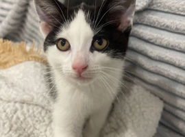 Kitten For Sale