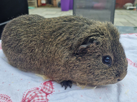 Adult boar