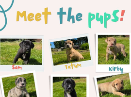 Great Dane x Mastiff Puppies