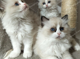 Fluffy