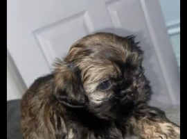 Shihtzu