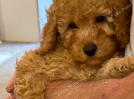 Toy poodles