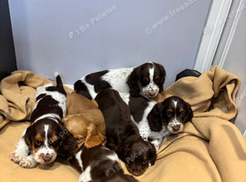 Cocker spaniel puppies