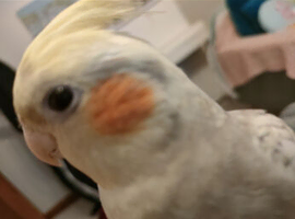WANTED Female cockatiel