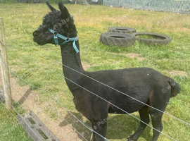 Male & female alpacas