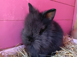 Lionhead black female