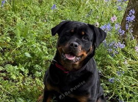 Male puppy Rottweiler