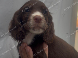 Working cocker spaniel pups for sale