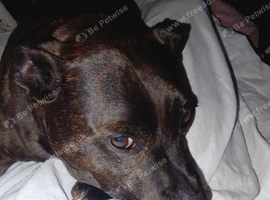 Staffie 7 years old