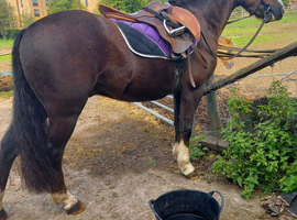 !12hh absolute show quality!