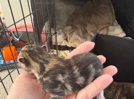 New kittens day old