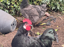 Rooster for Sell