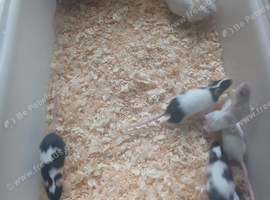 Males mice delivery available