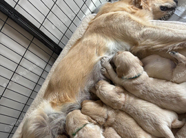 Golden retriever puppy