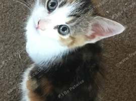 8 week kittens ready for a forever home.