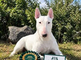 KC Bull terrier