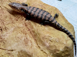 Blue Tongue Skink
