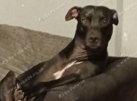 Need a new Home forever Home x