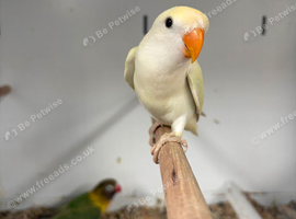 Stunning Various Baby Lovebirds