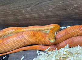Amel cornsnake