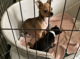 Chihuahuajack puppies for sale
