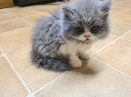 Kittens