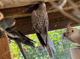 baby cockatiels