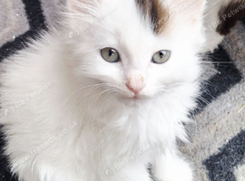 Kitten