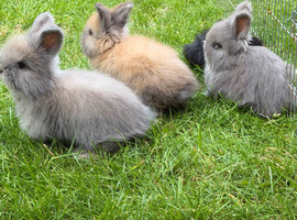 Beautiful Angora Baby Rabbits &ndash; Ready Now