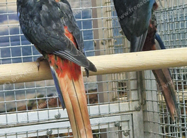 RARE Black Rosella & yellow, red