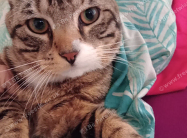 Bengal tabby cross