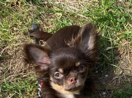 Chihuahua male