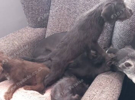 Bedlington whippet pups