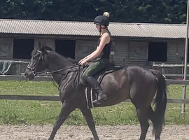 Almost black gelding 15.3 6 yrs old stunning tons of presence