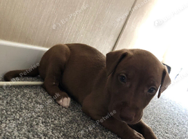 Bedlington X whippet  puppies