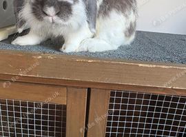 Mini lop buck