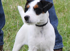 Jack Russell Dog for sale