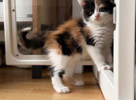 Maine coon x ragdoll x fluffy longhaired kittens