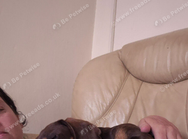9 month old male dachshund