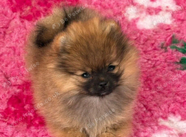 Beautiful Orange Sable Pomeranian Puppy