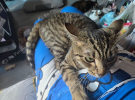 Female cat