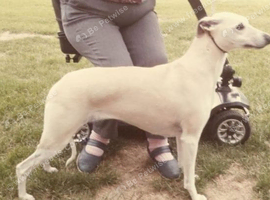 Whippet puppies expected October