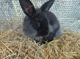 Black female lionhead bunny